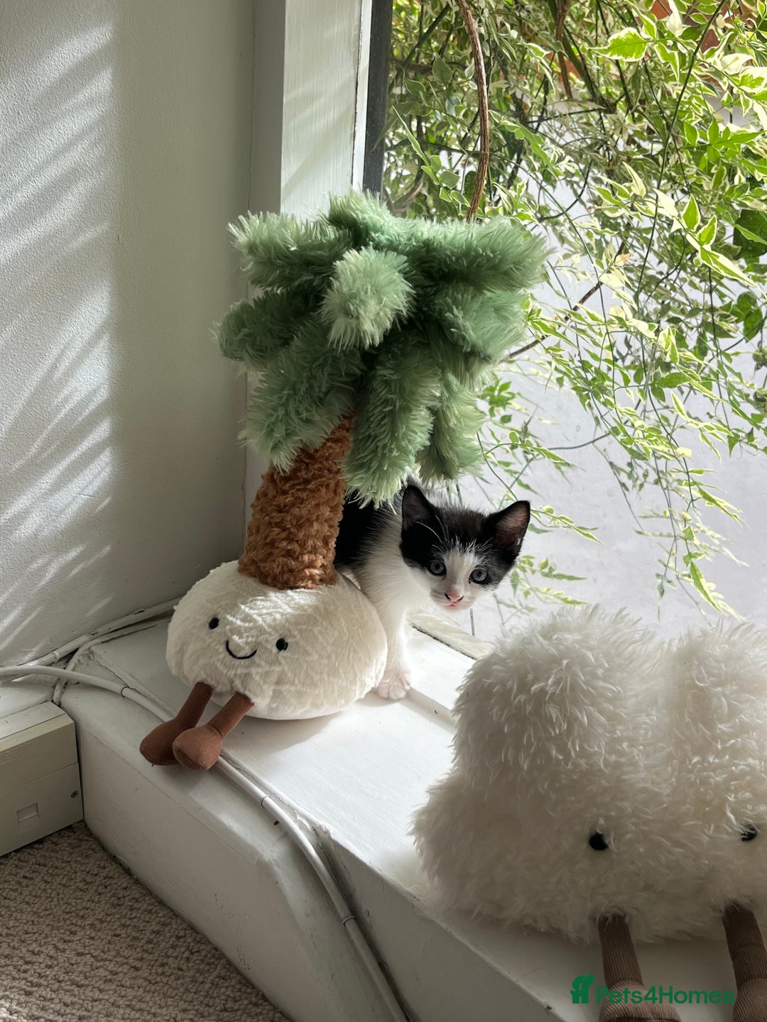 Mixed Breed cats for sale: Cuties looking for loving families - Image 6