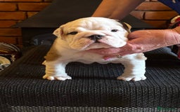 English Bulldog dogs for sale: Kennel Club Registered Standard Colour Bulldogs - Image 4
