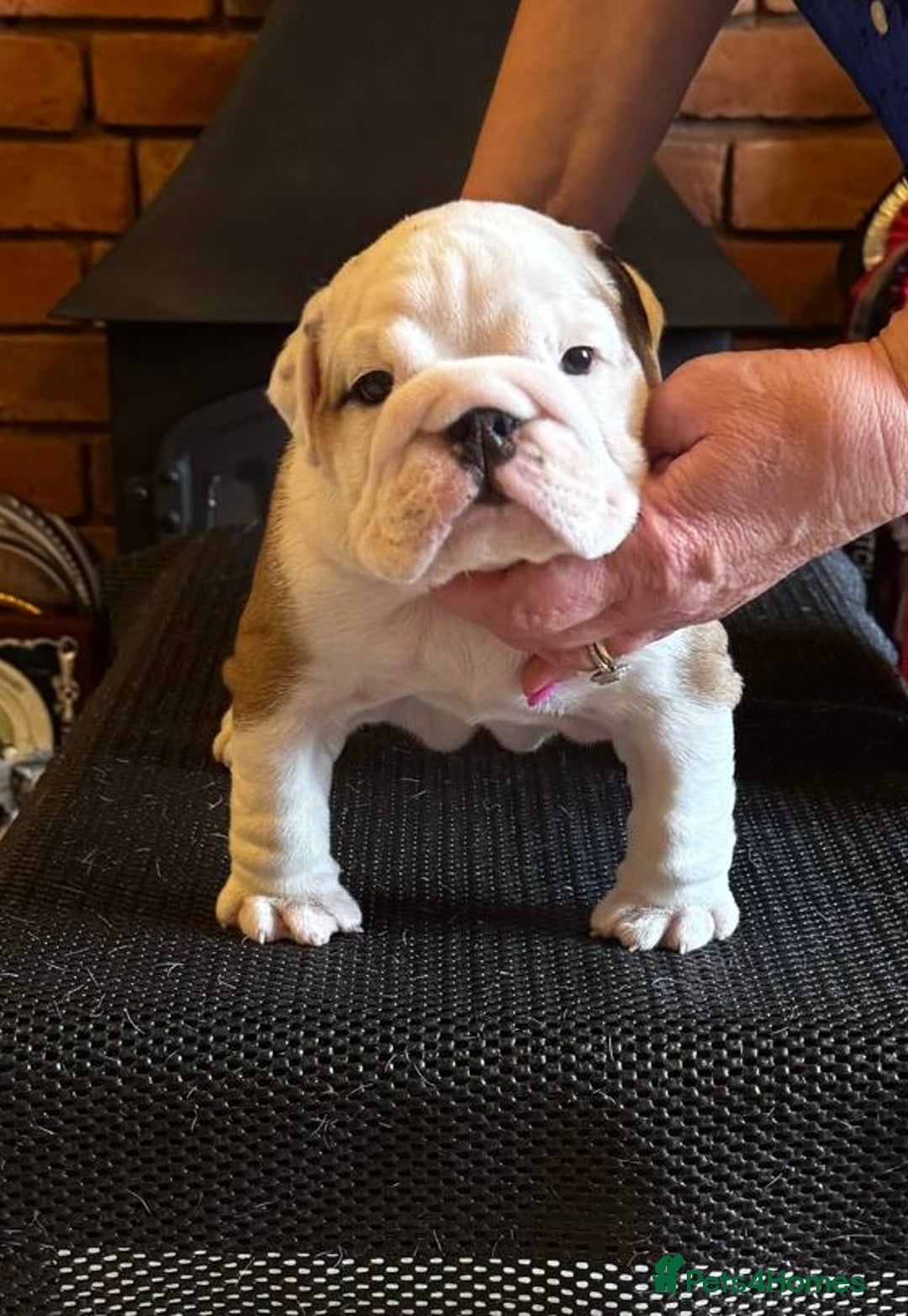 English Bulldog dogs for sale: Kennel Club Registered Standard Colour Bulldogs - Image 4