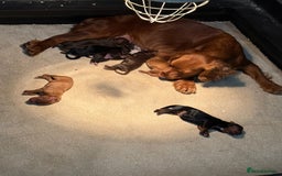 Cocker Spaniel dogs for sale: Kc registered beautiful cockers - Image 14
