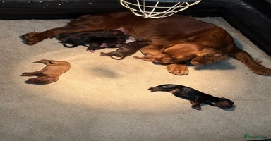 Cocker Spaniel dogs - Advert 11