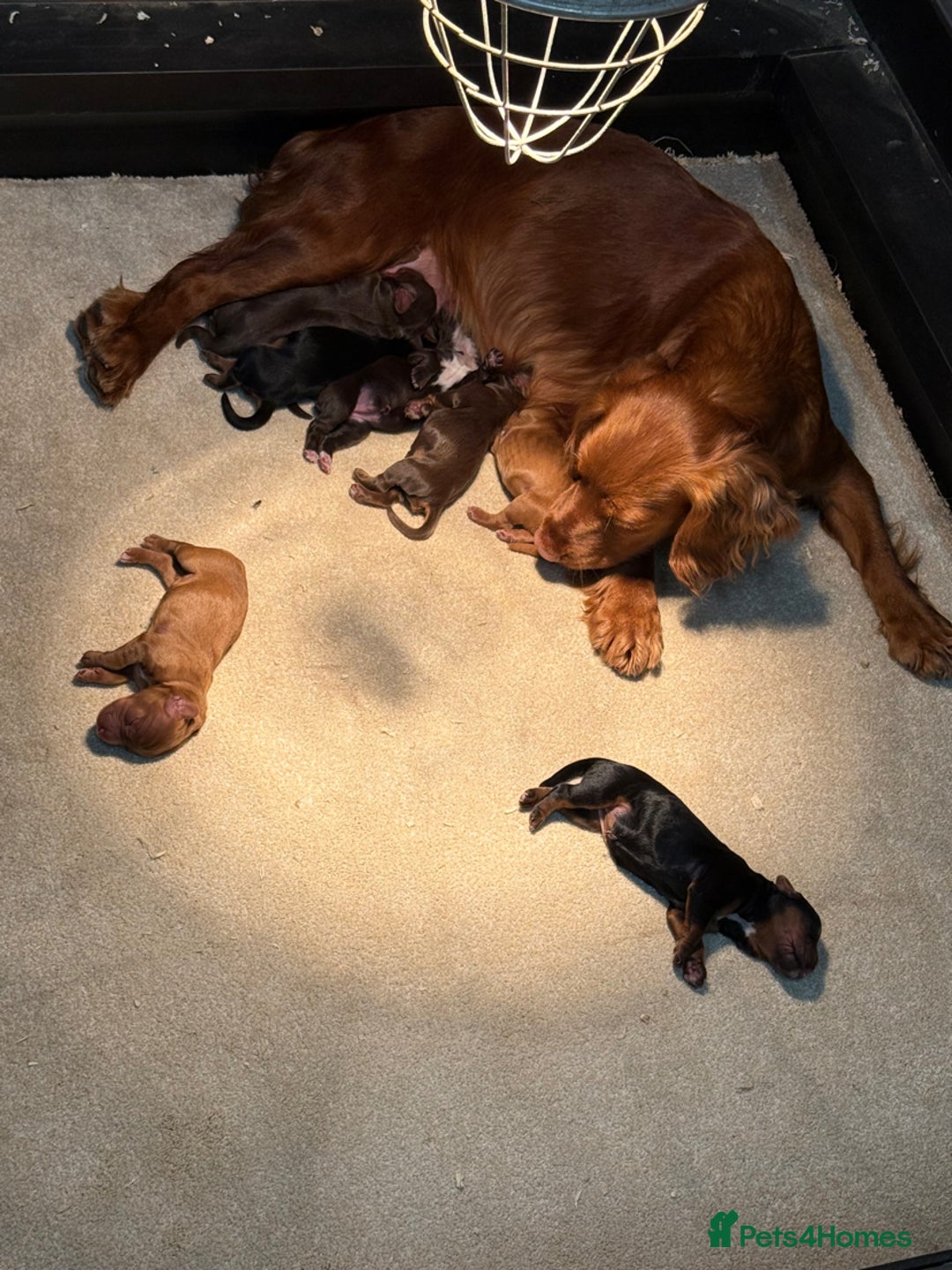 Cocker Spaniel dogs for sale: Kc registered beautiful cockers - Image 14