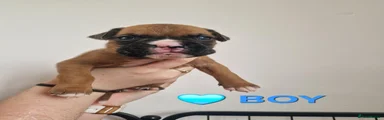 Boxer 1