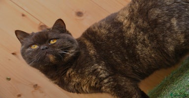 British Shorthair cats - Advert 12