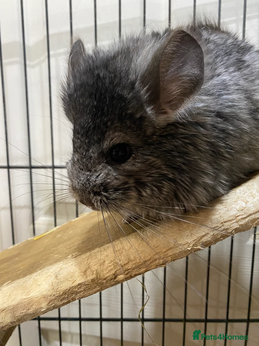 Chinchilla rodents for sale: RPA (Angoran) Handsome Chinchilla Brothers  - Advert 8