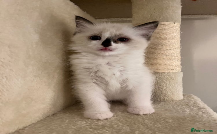 Ragdoll cats - Advert 3