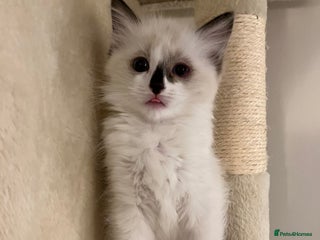 Ragdoll cats - Advert 25