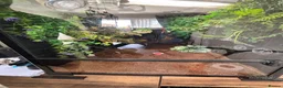 Gecko reptiles for sale: Created gecko  in Portsmouth - Advert 5