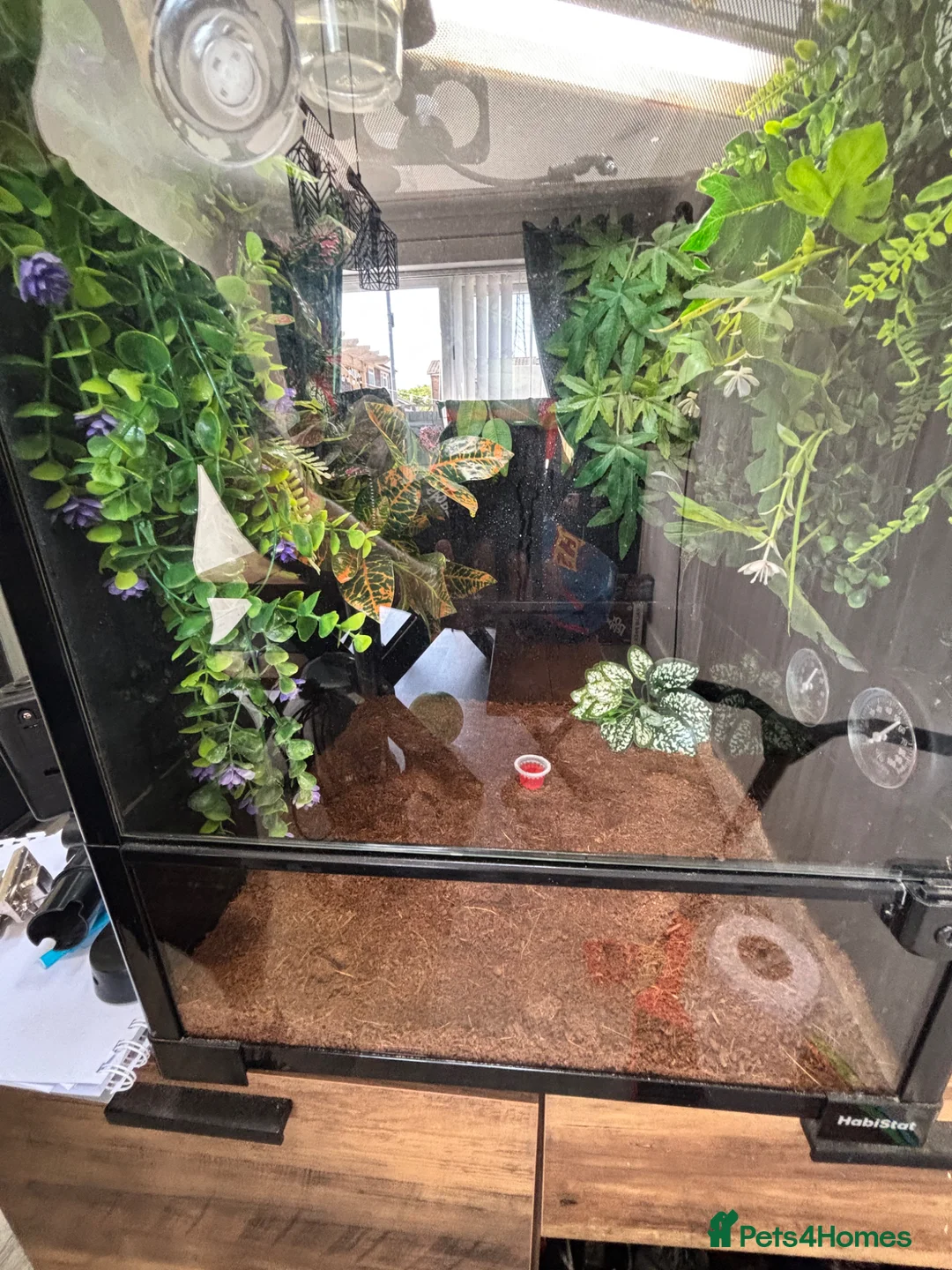 Gecko reptiles for sale: Created gecko  in Portsmouth - Advert 5