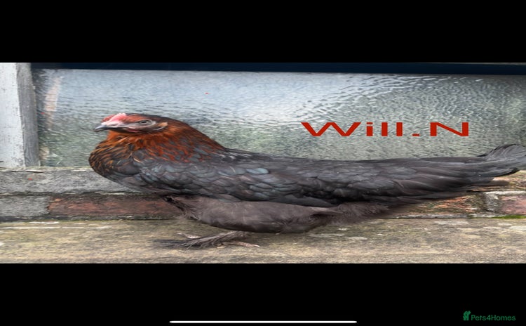 Chickens poultry - Advert 2