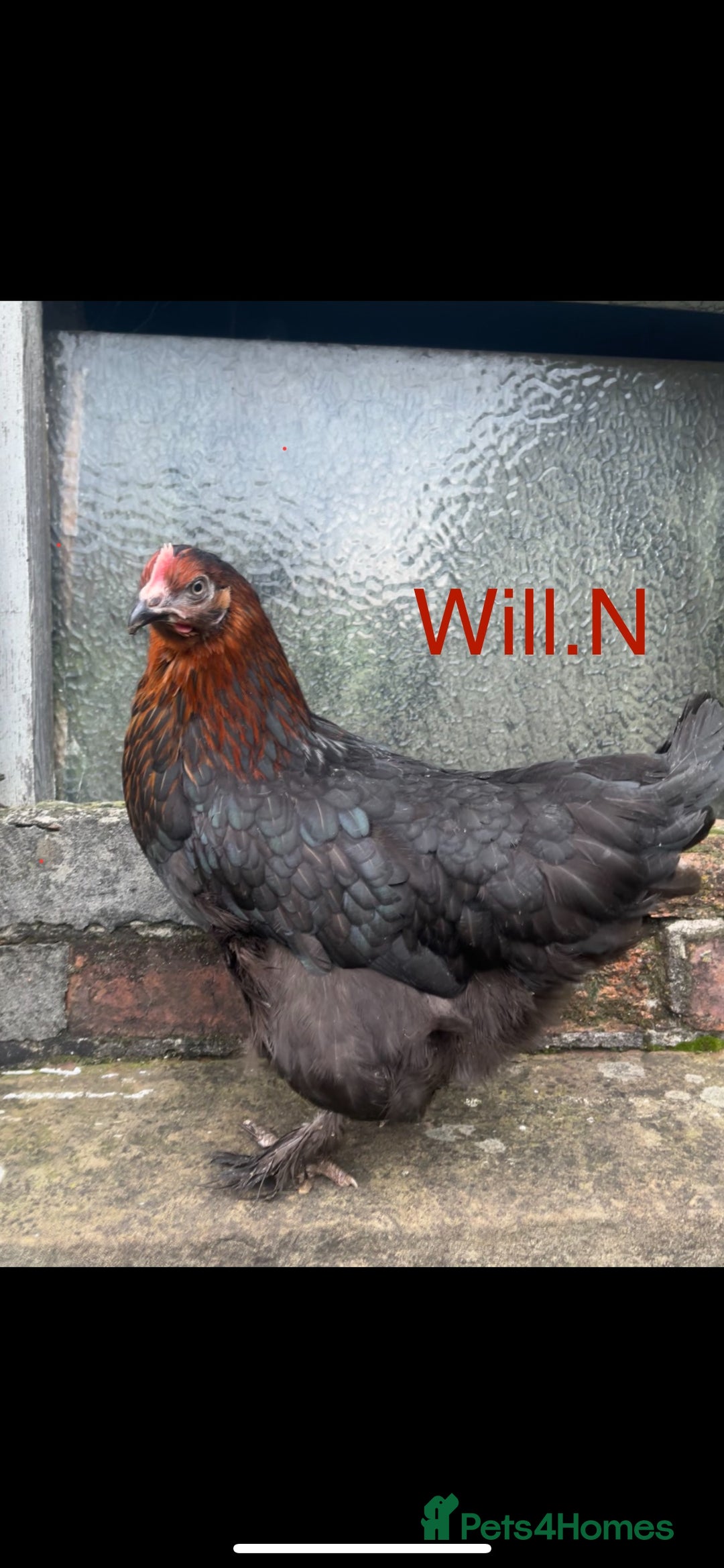 Chickens poultry for sale: Pol copper maran/Burford browns (read full advert) - Image 1