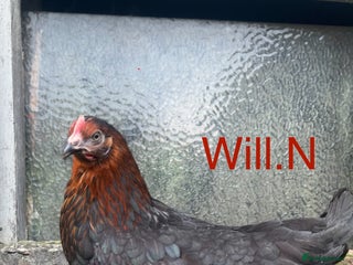 Chickens poultry Pol copper maran/Burford browns (read full advert) - Advert 3