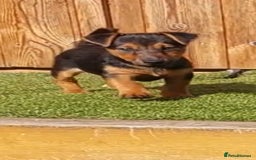 Jack Russell dogs for sale: Jack Russell's Miniature pup Ready to leave Now in Dagenham - Image 15