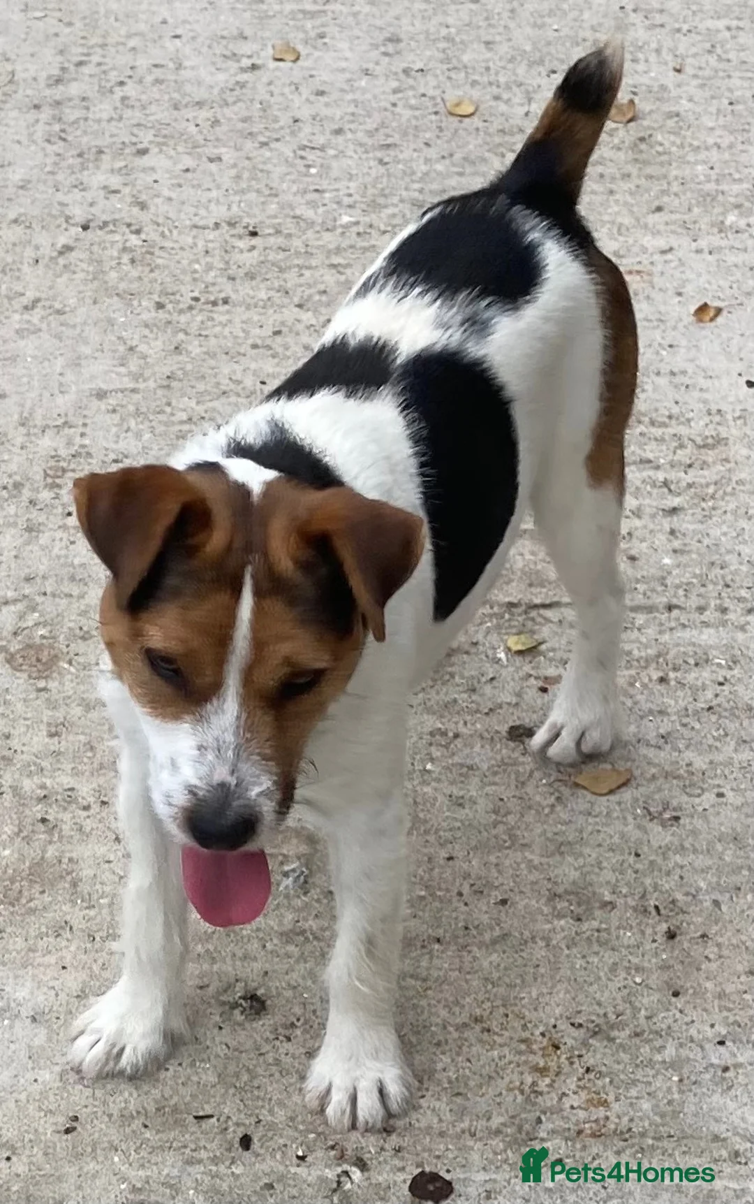 Jack Russell dogs for stud: Jack Russell for stud - Advert 2