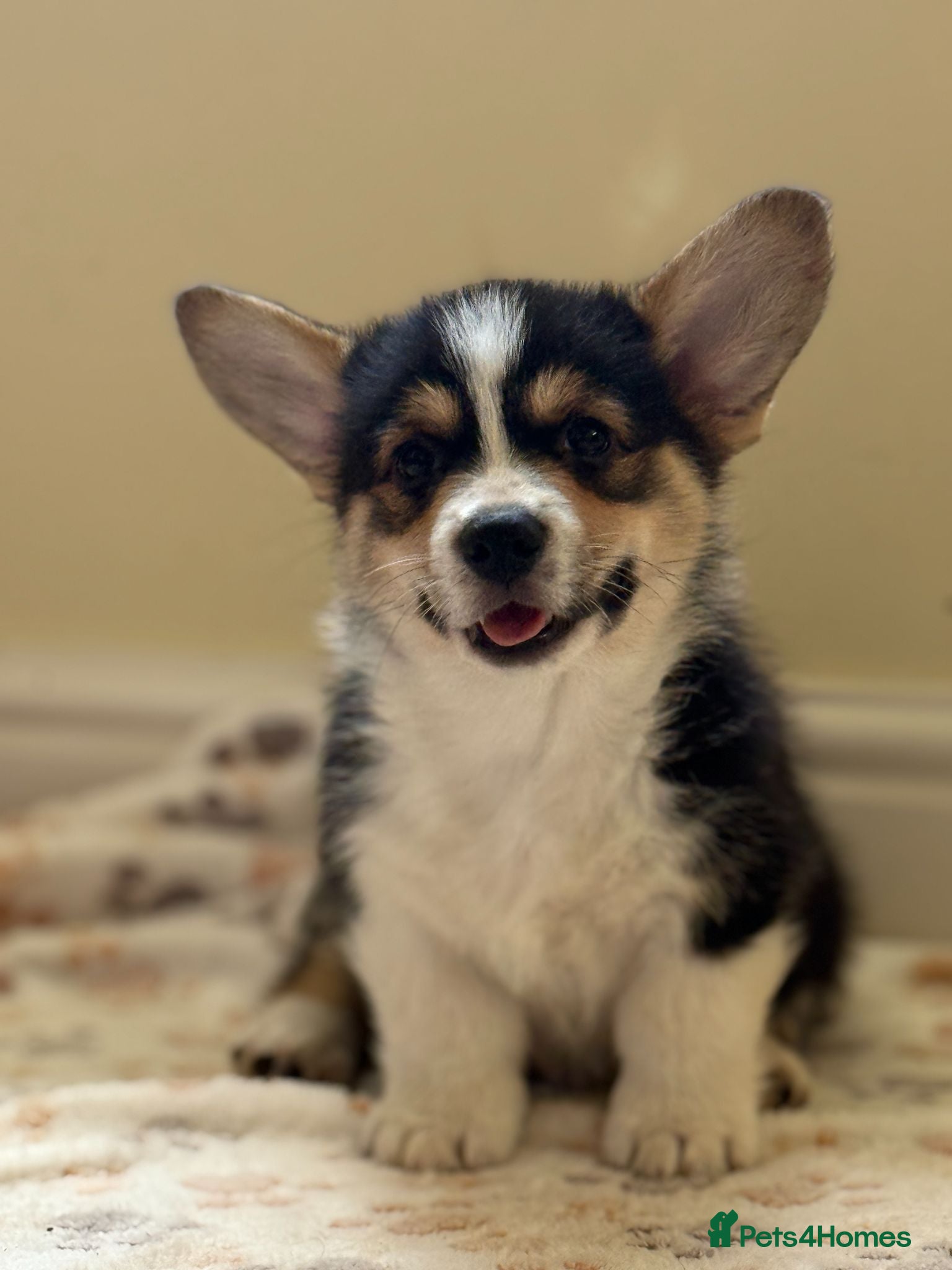 Welsh Corgi Pembroke dogs Quality Corgi pups waiting lovely homes - Advert 4