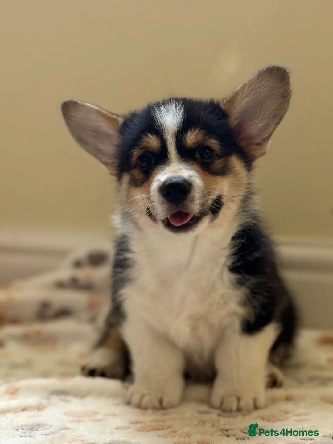 Welsh Corgi Pembroke dogs for sale: Quality Corgi pups waiting lovely homes - Advert 1
