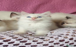 Ragdoll cats for sale: 💗Beautiful GCCF Registered Ragdoll Kittens. - Image 14