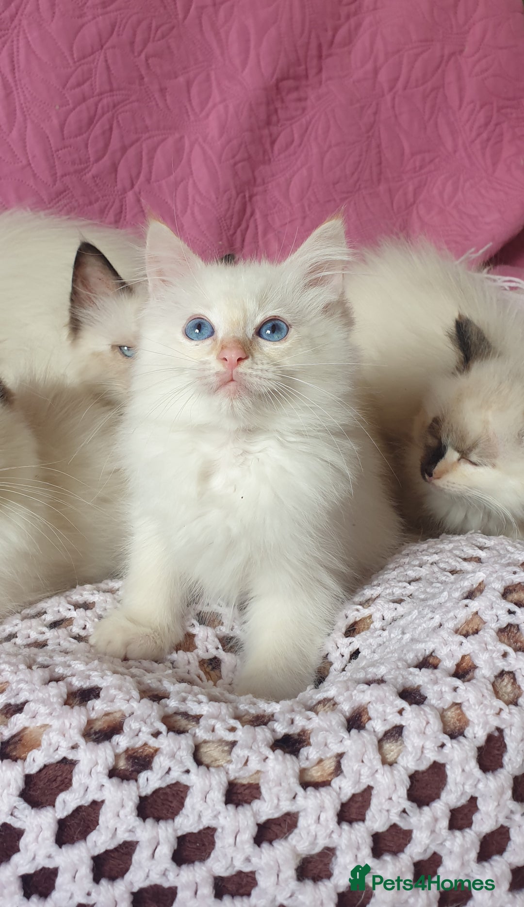 Ragdoll cats for sale: 💗Beautiful GCCF Registered Ragdoll Kittens. - Image 14