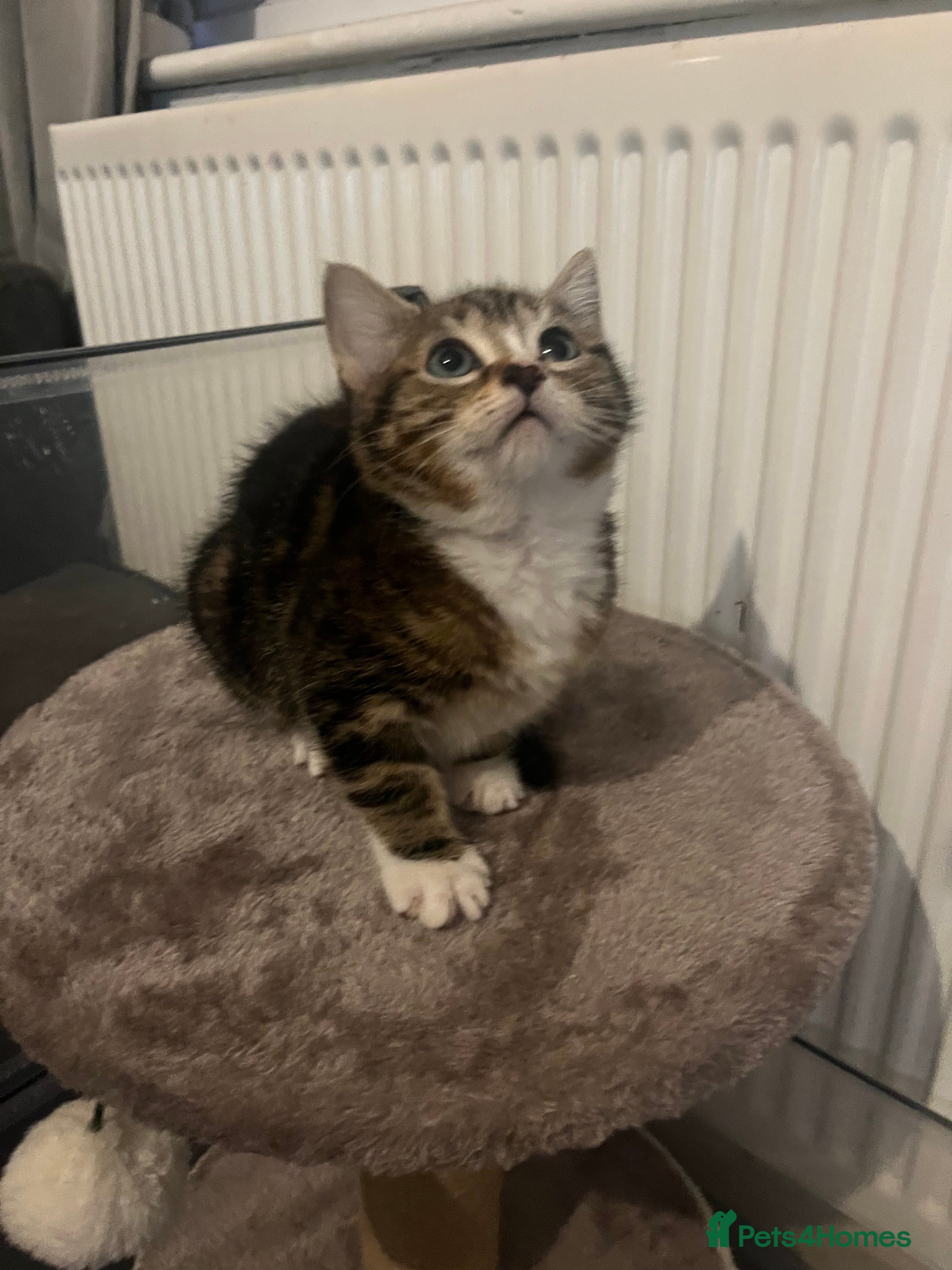 Mixed Breed cats Beautiful kittens  - Advert 16