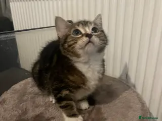 Mixed Breed cats Beautiful kittens - Advert 16