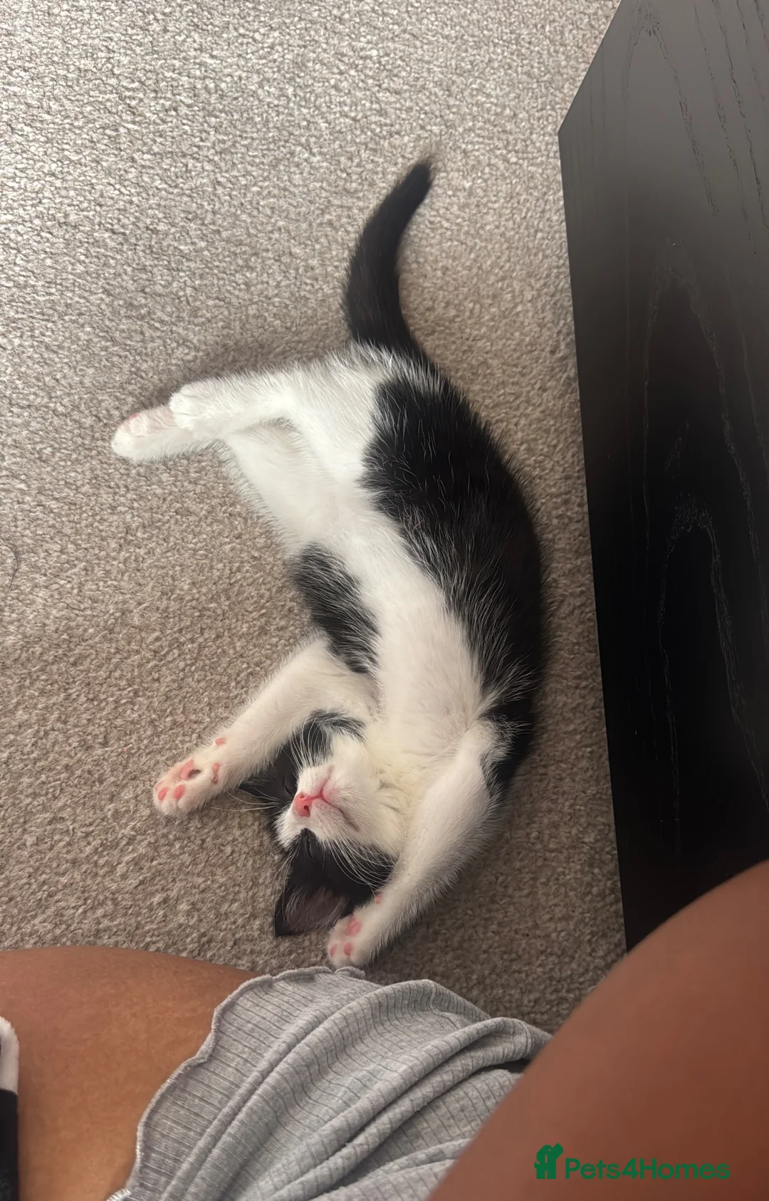 Mixed Breed cats for sale: Rehome in Birmingham - Advert 3
