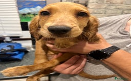 Cocker Spaniel dogs for sale: READY TO LEAVE 5 Golden Show Cocker Spaniels!  in Stanley - Image 5