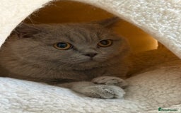 British Shorthair cats for sale: Rare lilac female British shorthair female 3 years - Image 6