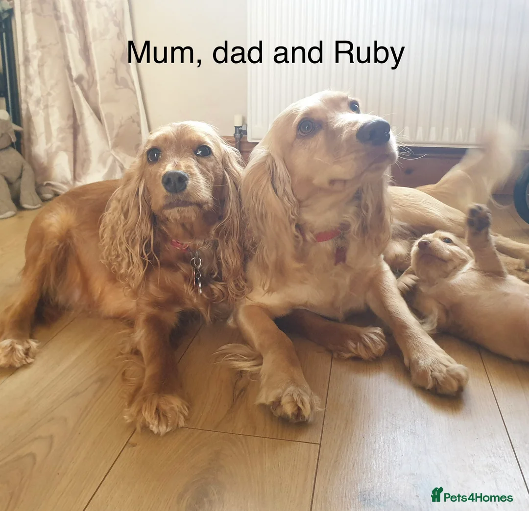 Cocker Spaniel dogs for sale: Cocker Spaniel girl looking for an amazing home - Advert 10