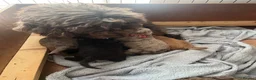 Cockapoo dogs for sale: F2 cockapoo litter  in Bolton - Advert 3