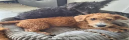 Jackapoo dogs for sale: Cheeky loving lala - Advert 6