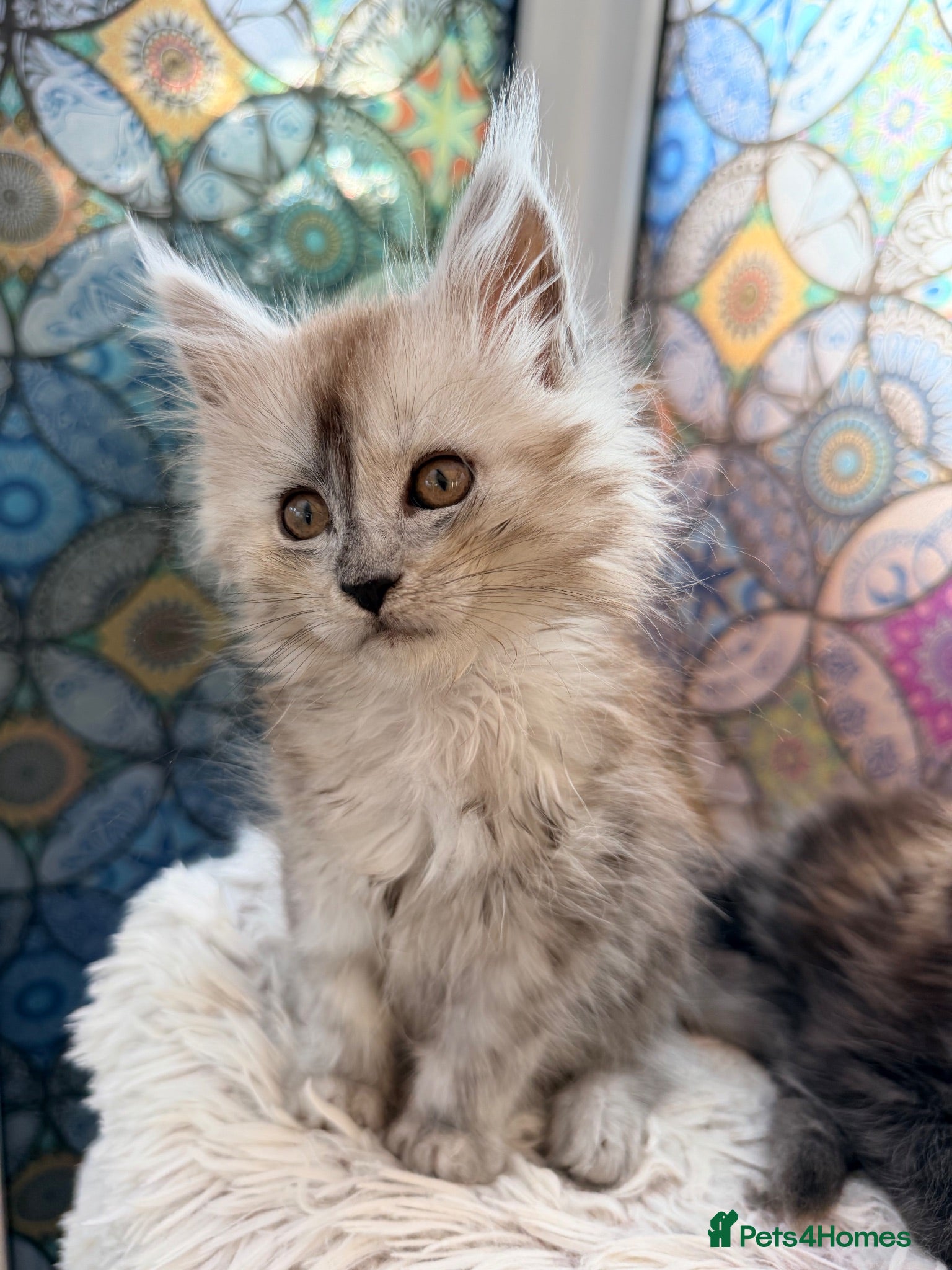 Maine Coon cats Beautiful high smoked blue & black smoked kittens  - Advert 1