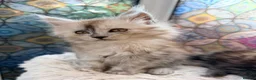 Maine Coon cats for sale: Beautiful high smoked blue & black smoked kittens  - Advert 1