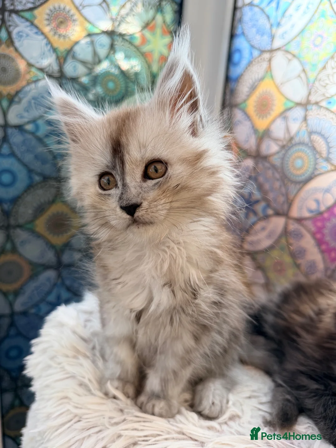 Maine Coon cats for sale: Beautiful high smoked blue & black smoked kittens  - Advert 1