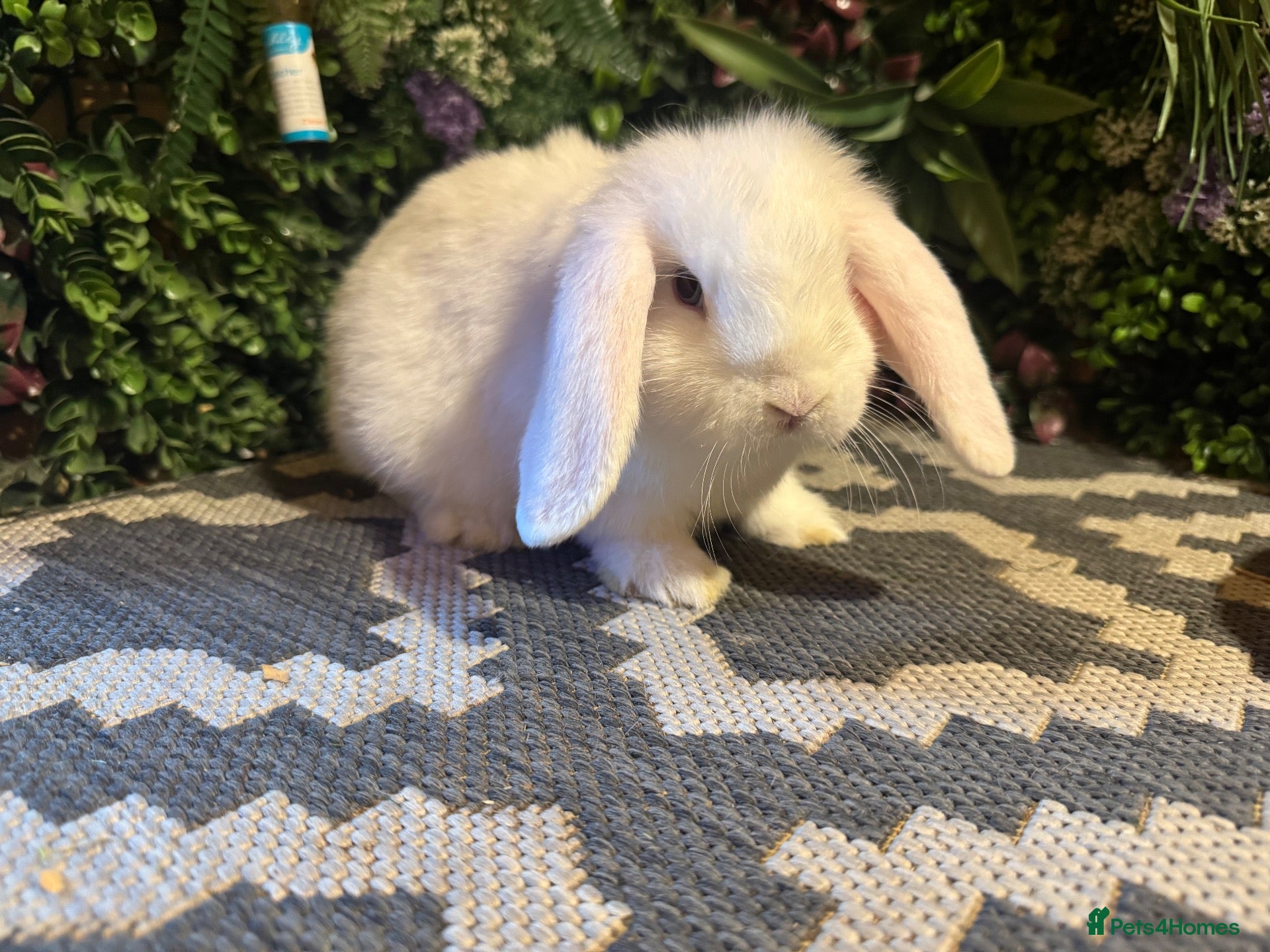 Mini Lop rabbits 9 week old mini lop boy ready to go  - Advert 15