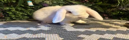 Mini Lop rabbits for sale: 9 week old mini lop boy ready to go  - Advert 1
