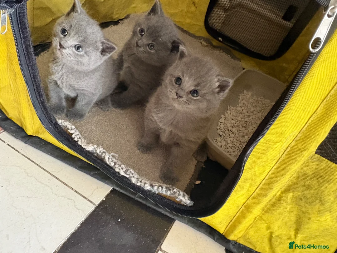 British Shorthair cats for sale: British Shorthair Kittens  - Advert 1