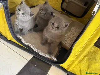 British Shorthair cats British Shorthair Kittens - Advert 18