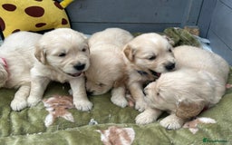 Golden Retriever dogs for sale: Superb litter Kc reg health tested goldens - Image 10