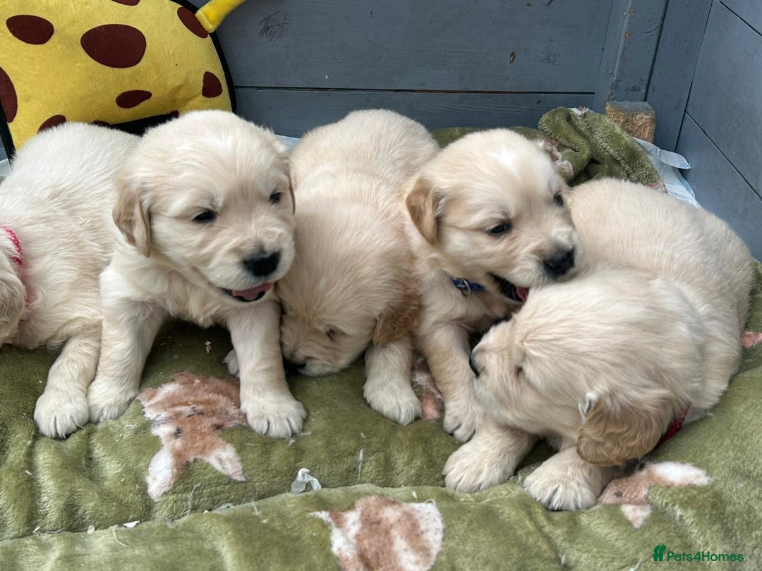 Golden Retriever dogs for sale: Superb litter Kc reg health tested goldens - Image 10