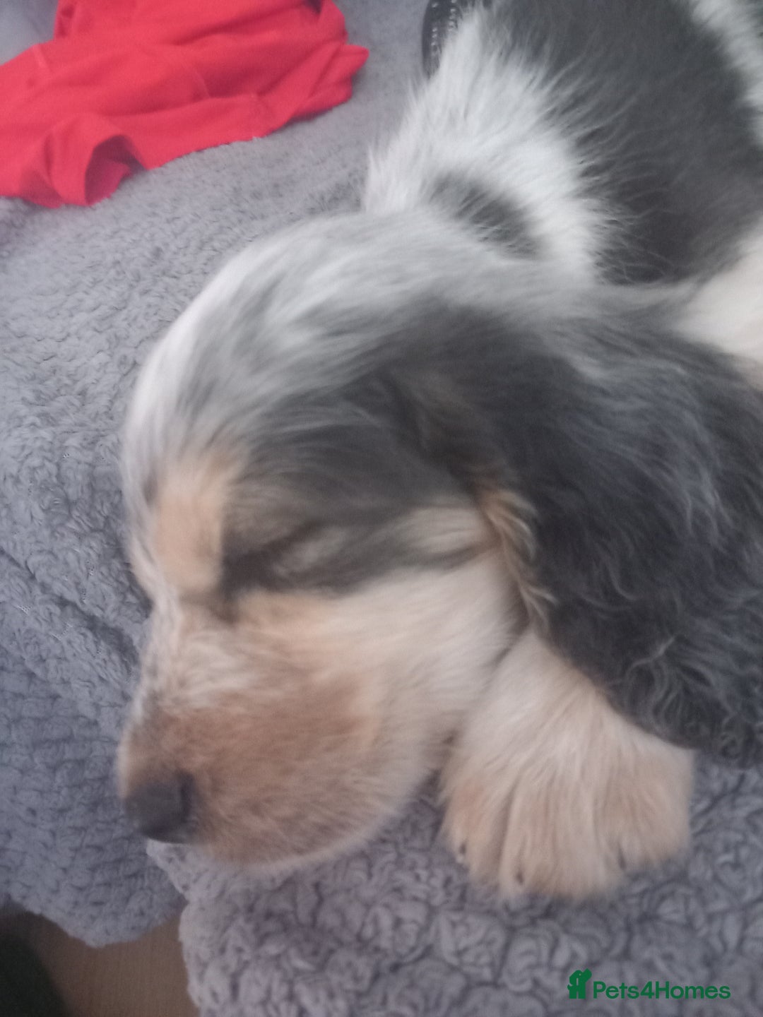 Cocker Spaniel dogs for sale: Cockerspaniel boy 12 weeks old  - Image 3