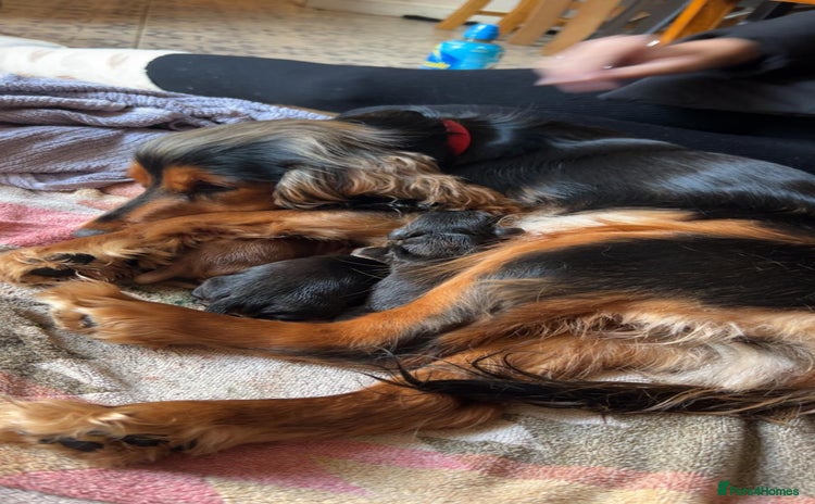 Cocker Spaniel dogs Princess cockers for sale  - Advert 2