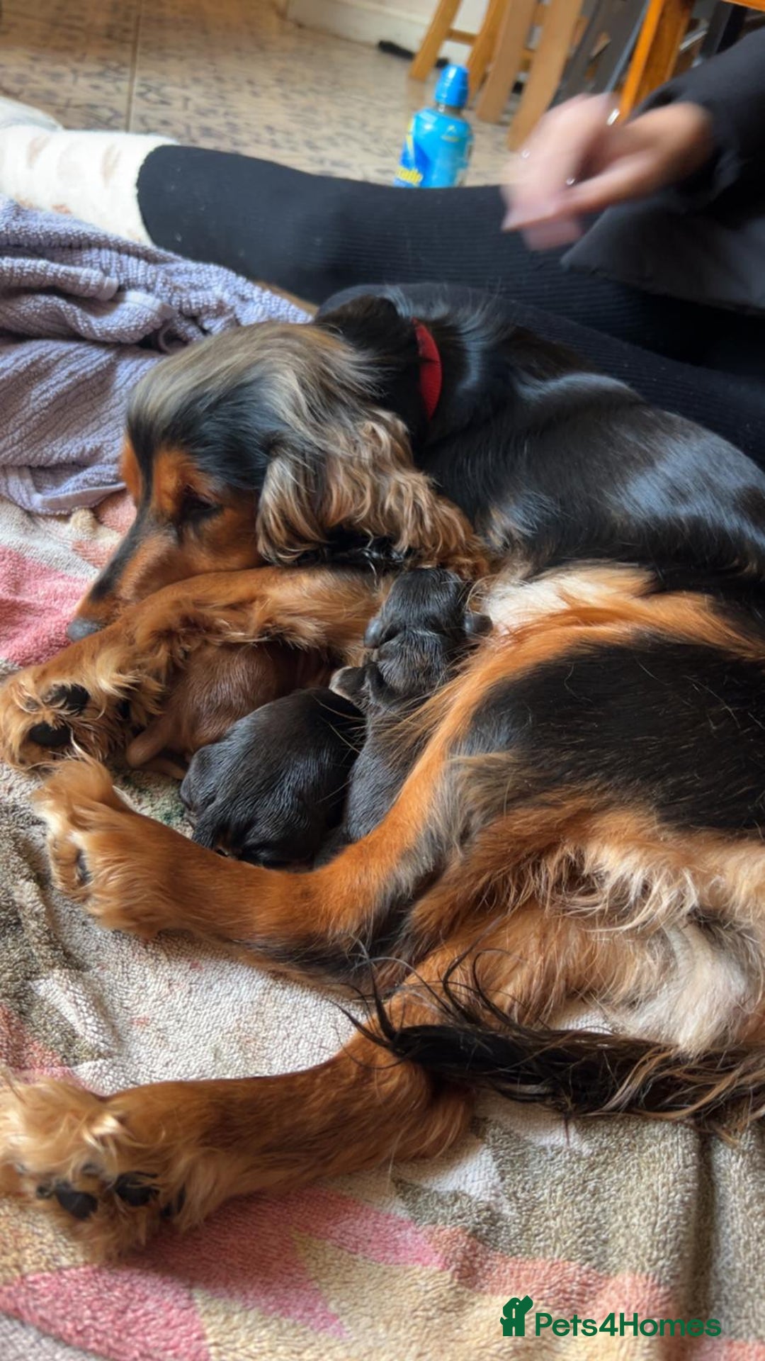 Cocker Spaniel dogs for sale: Princess cockers for sale  - Advert 1