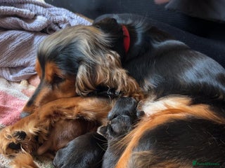 Cocker Spaniel dogs Princess cockers for sale - Advert 1