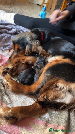 Cocker Spaniel dogs Princess cockers for sale - Advert 1