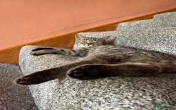 British Shorthair cats for sale: 2 Male British shorthairs. - Image 14
