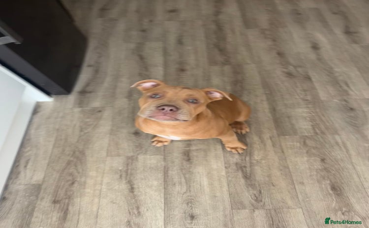Olde English Bulldogge dogs - Advert 1