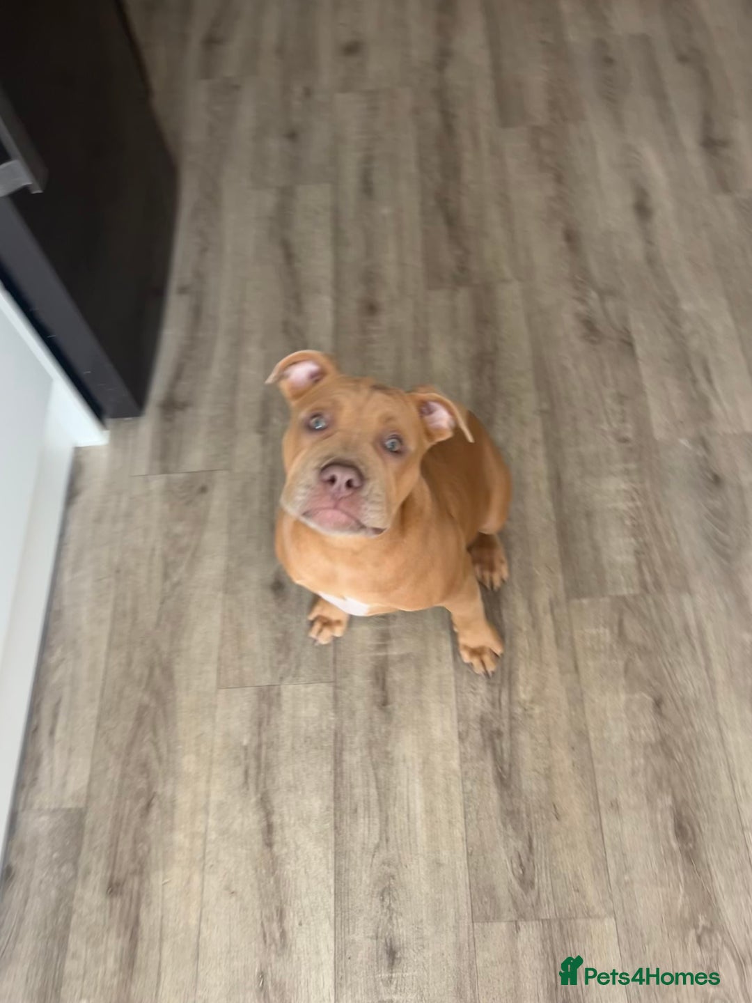 Olde English Bulldogge dogs for sale: Old English bulldog  - Image 1