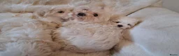 Maltese dogs for sale: Kc Maltese 3 females  - Advert 6