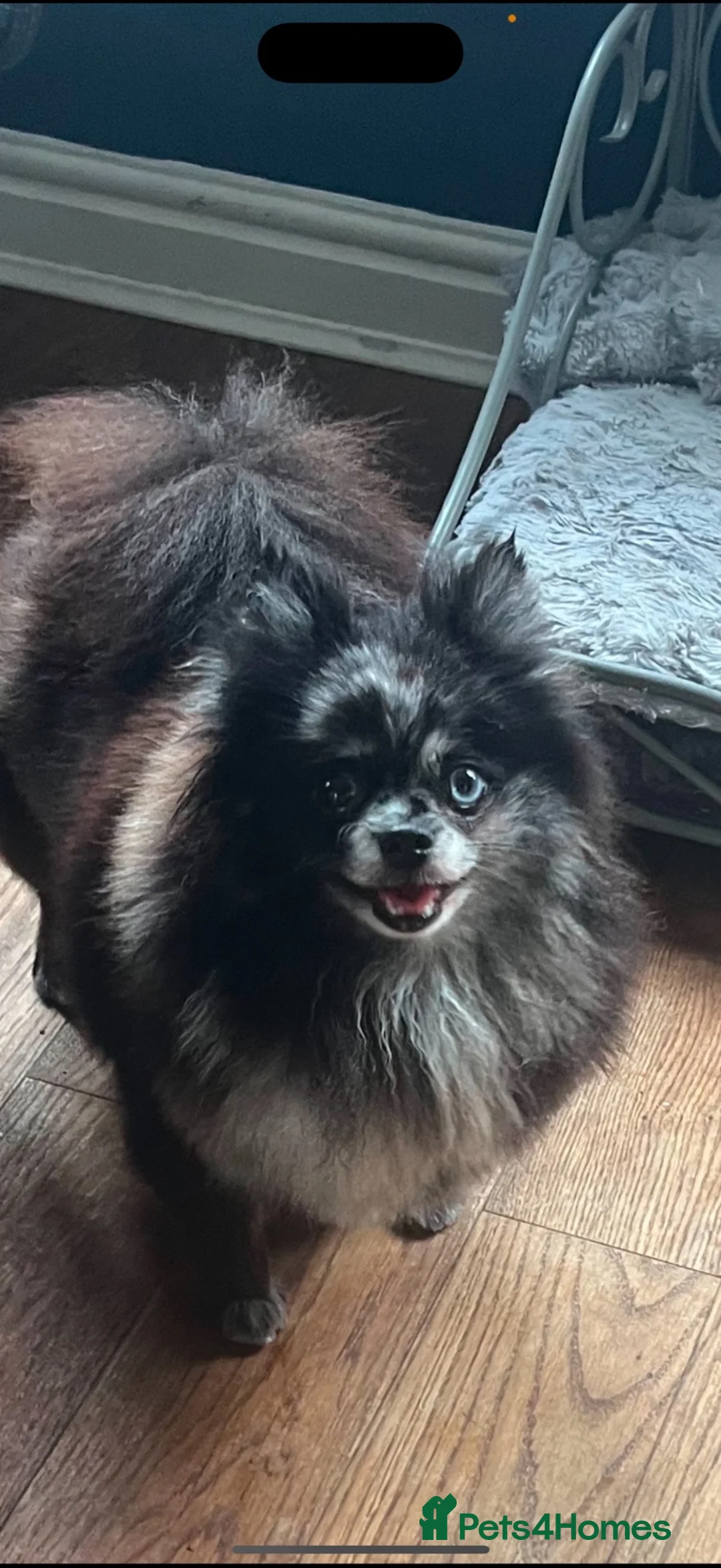 Pomeranian dogs for sale: merle pomeranian girl - Advert 2