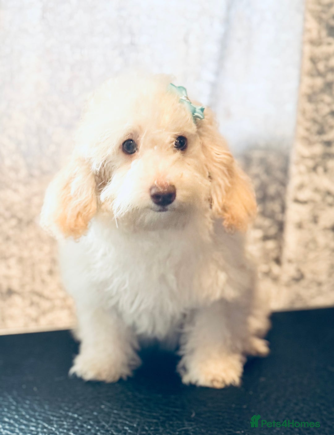 Toy Poodle dogs for sale: REDUCED READY NOW !! 2 beautiful toy poodle babies - Image 15
